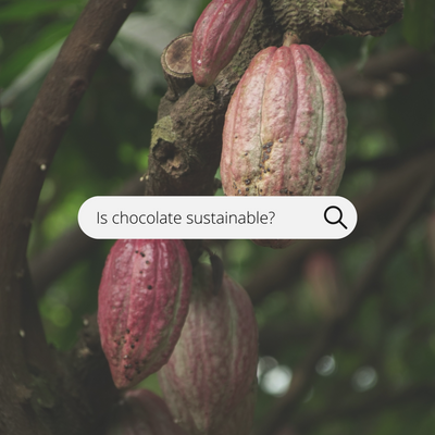 The Importance of Cocoa Sustainability